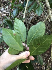 Ficus fraseri