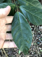 Ficus fraseri
