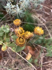 Helichrysum aureolum