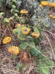 Helichrysum aureolum