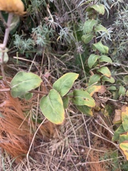 Helichrysum aureolum
