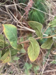 Helichrysum aureolum