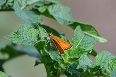 Thymelicus lineola