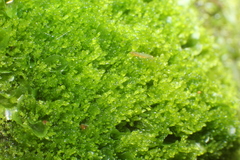 Lepidoziaceae