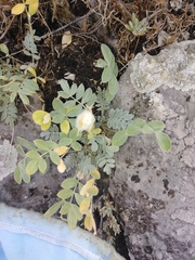 Astragalus helmii
