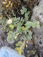Astragalus helmii