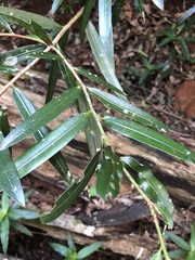 Podocarpus elatus