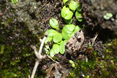 Utricularia menziesii
