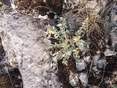 Astragalus helmii