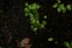 Utricularia menziesii