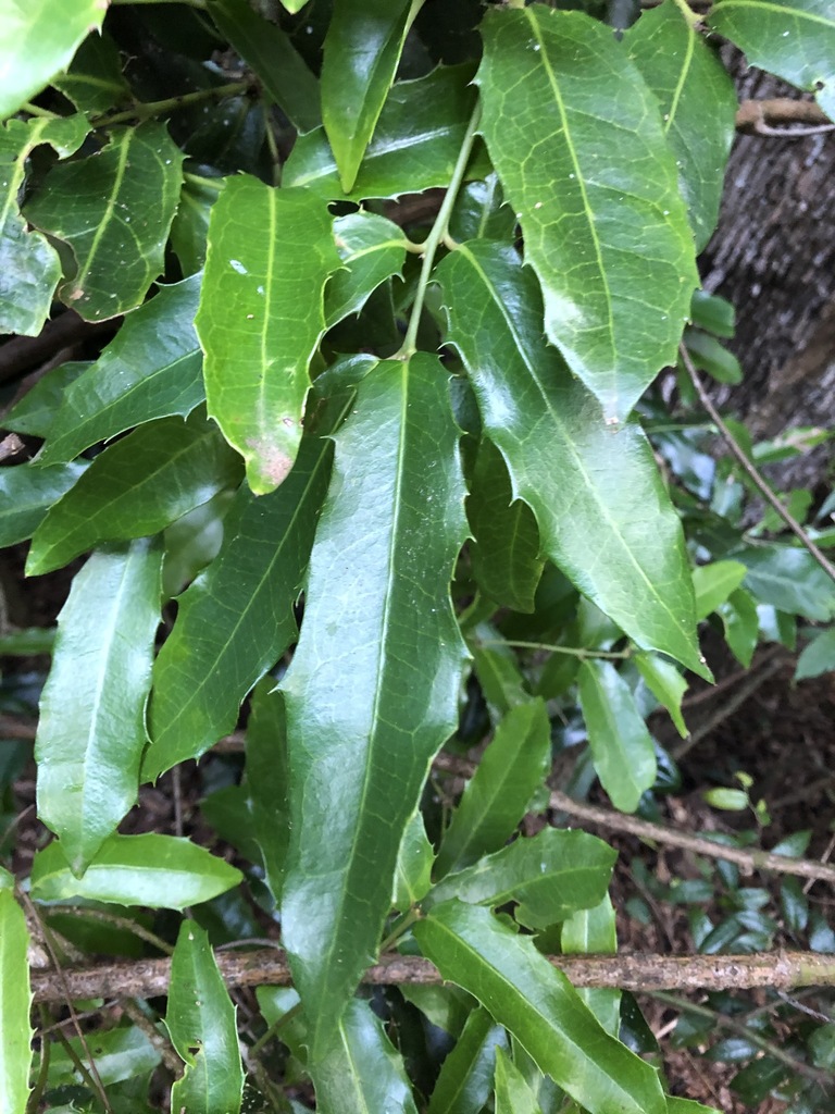 Large-leaved Wilkiea