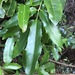 Wilkiea macrophylla - Photo (c) Greg Tasney, μερικά δικαιώματα διατηρούνται (CC BY-SA), uploaded by Greg Tasney
