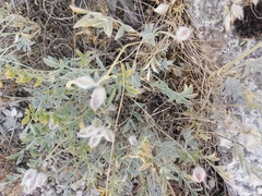 Astragalus helmii