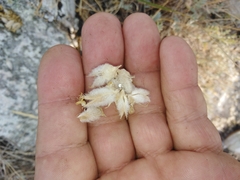 Astragalus helmii