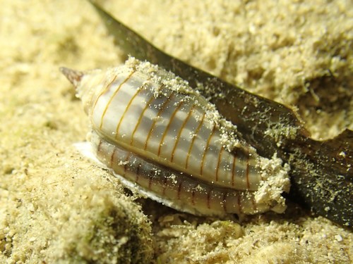 Imbricaria conularis observed 2020-07-04