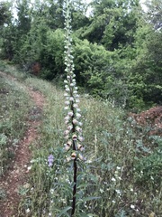 Digitalis ferruginea