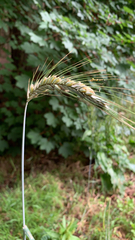 Triticum aestivum