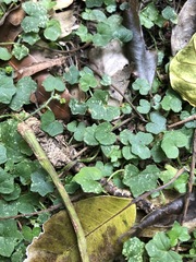 Hydrocotyle acutiloba