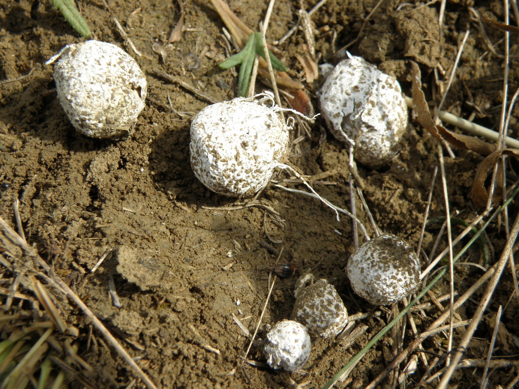 Gastrosporiaceae