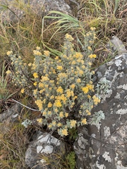 Helichrysum lepidissimum