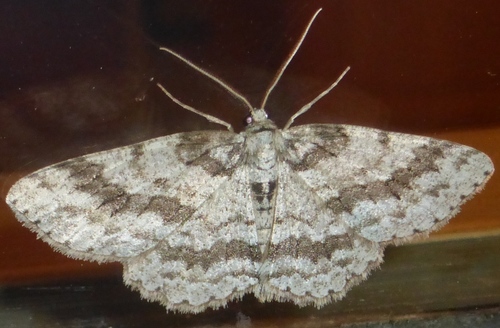 Small Engrailed, photo 5 of 10