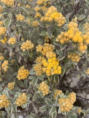 Helichrysum lepidissimum