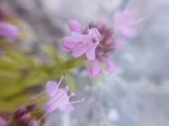 Thymus bashkiriensis