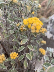 Helichrysum lepidissimum