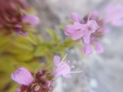 Thymus bashkiriensis