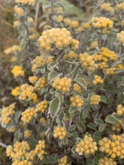 Helichrysum lepidissimum