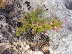 Thymus bashkiriensis