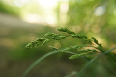 Dactylis glomerata lobata