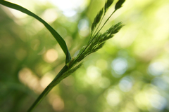 Dactylis glomerata lobata