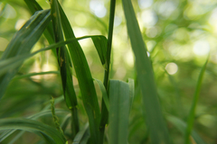 Dactylis glomerata lobata