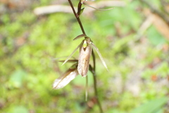 Cyrtostylis