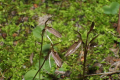 Cyrtostylis