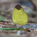 Chocolate Grass Yellow - Photo (c) ramesh-birding-butterflying, some rights reserved (CC BY-NC), uploaded by ramesh-birding-butterflying