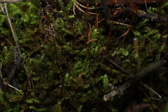 Racopilum cuspidigerum
