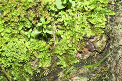 Racopilum cuspidigerum