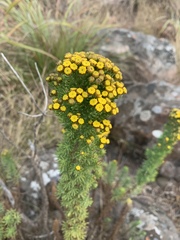 Phymaspermum athanasioides