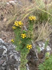 Phymaspermum athanasioides