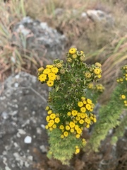 Phymaspermum athanasioides