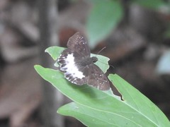 Tagiades menaka