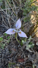 Moraea algoensis