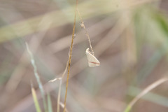Rhodometra sacraria
