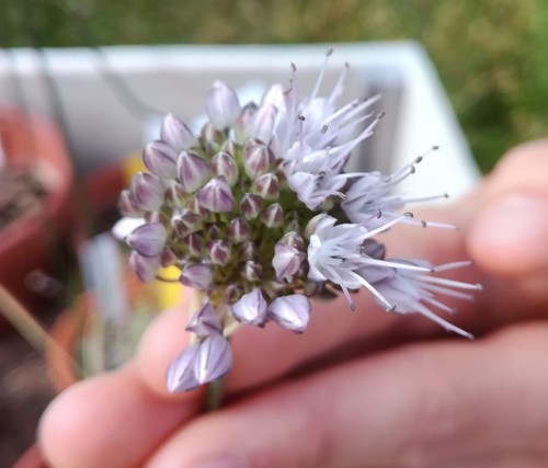 Allium splendens iNat (1)