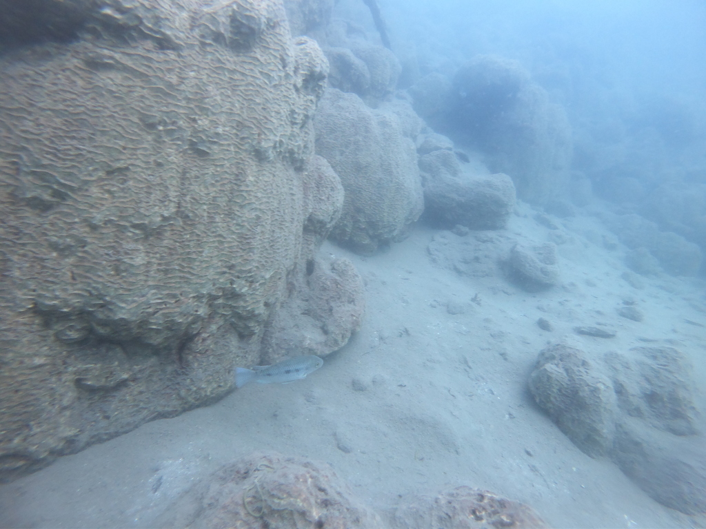 Chala tilapia (Oreochromis hunteri) — Cichlidae