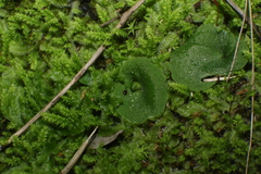 Corybas despectans