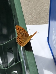 Argynnis paphia