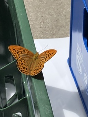 Argynnis paphia
